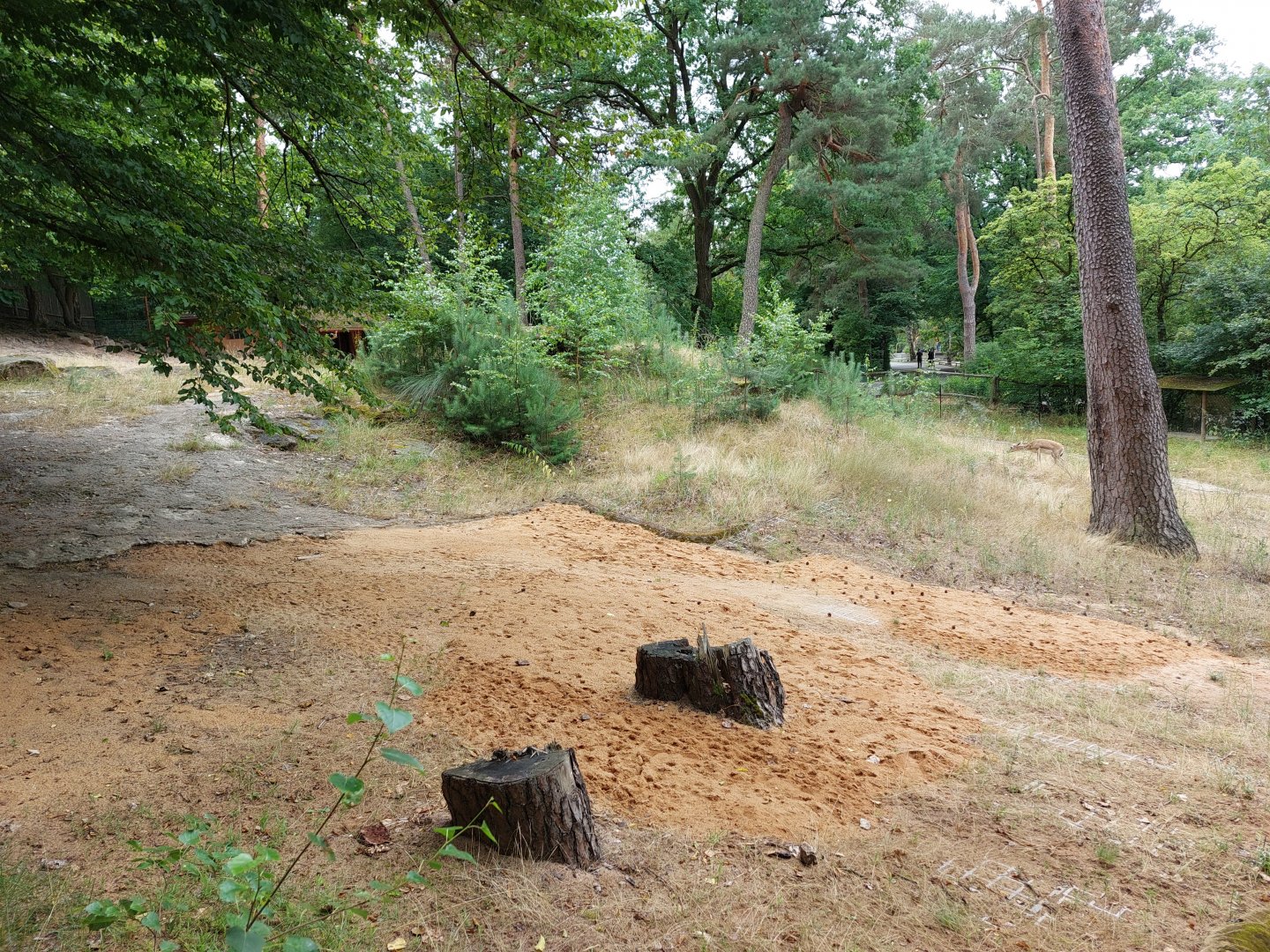 Goitered gazelle enclosure