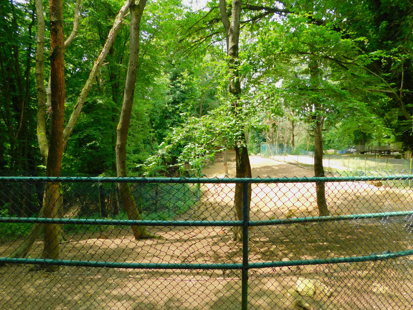 Goitered Gazelle Enclosure