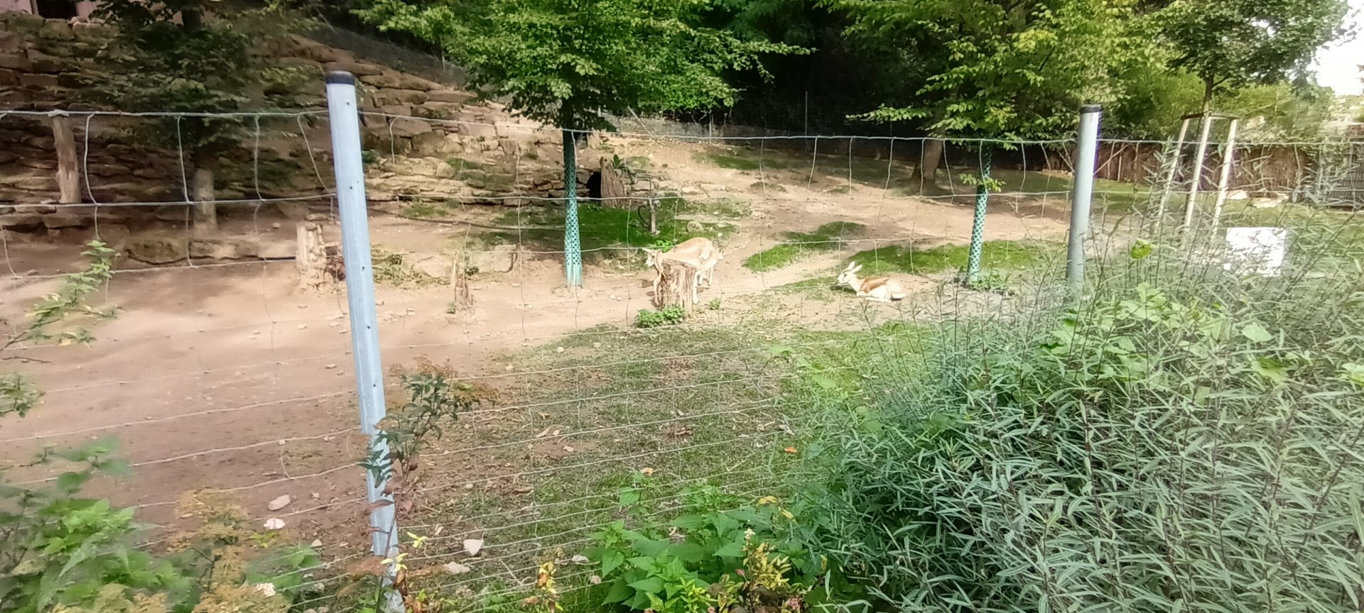 Goitered Gazelle Enclosure