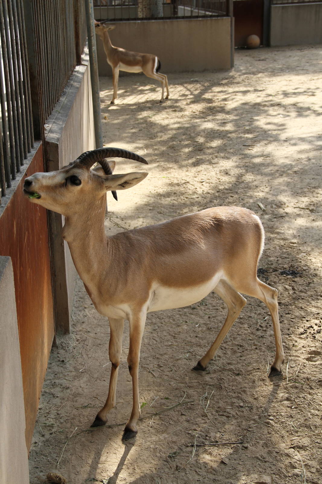 Goitered Gazelle (Gazella subgutturosa)