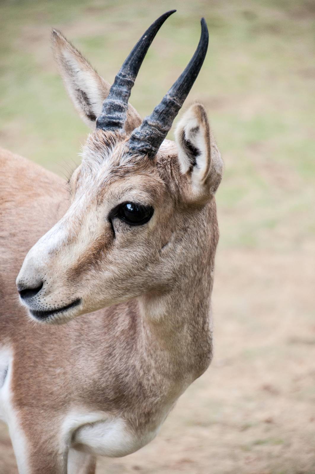 Goitered Gazelle - Gazella subgutturosa
