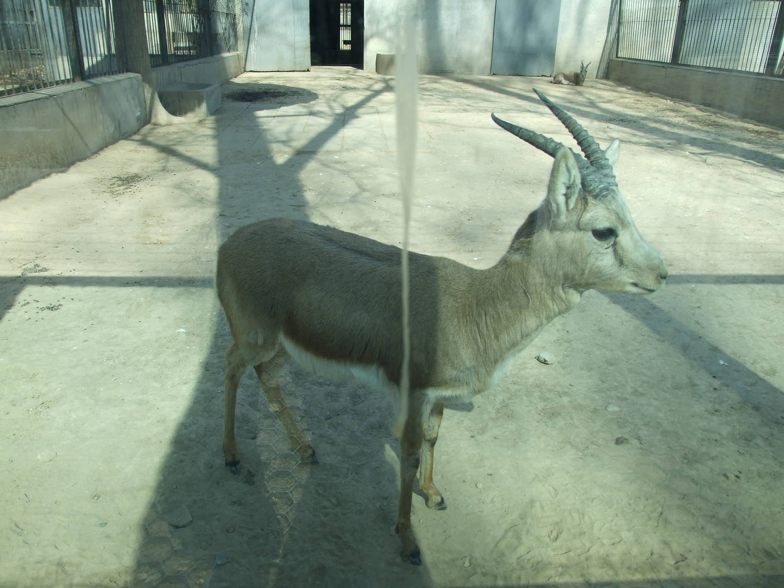 Goitered gazelle(Gazella subgutturosa)