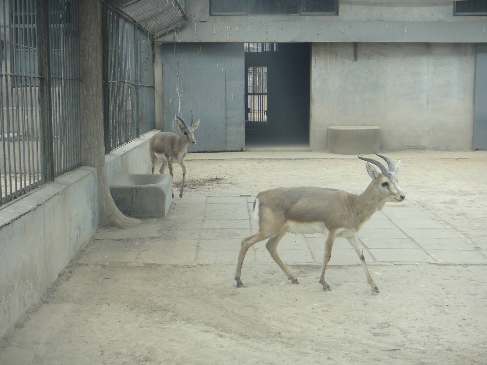 Goitered gazelle(Gazella subgutturosa)