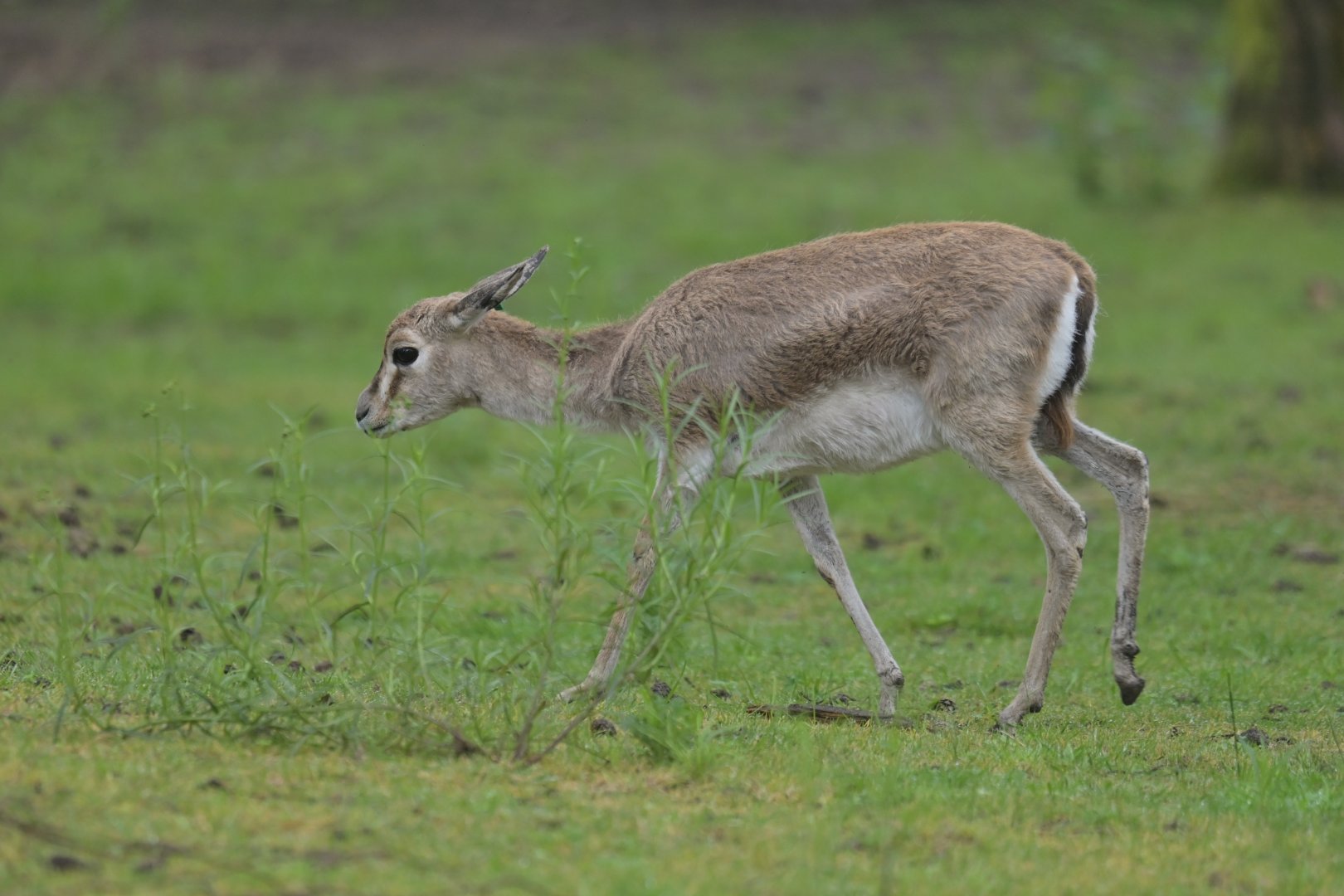 Goitered gazelle(Gazella subgutturosa)