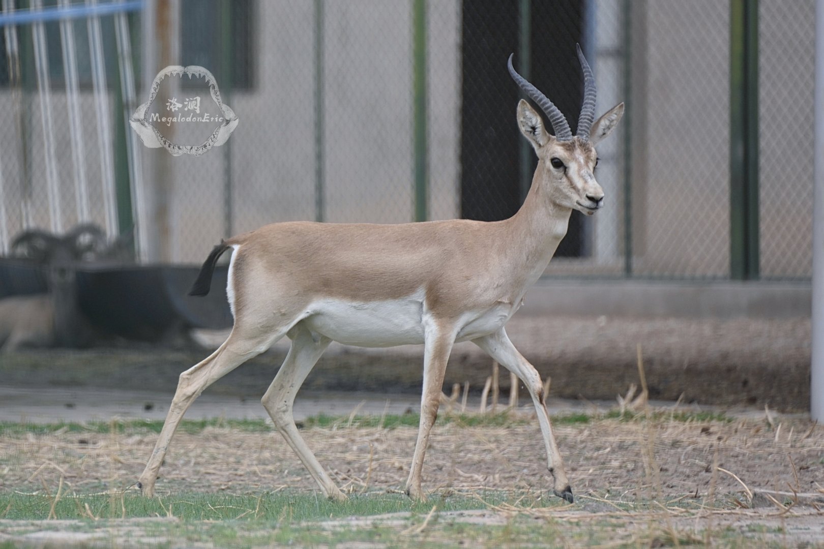 Goitered gazelle/Gazella yarkandensis