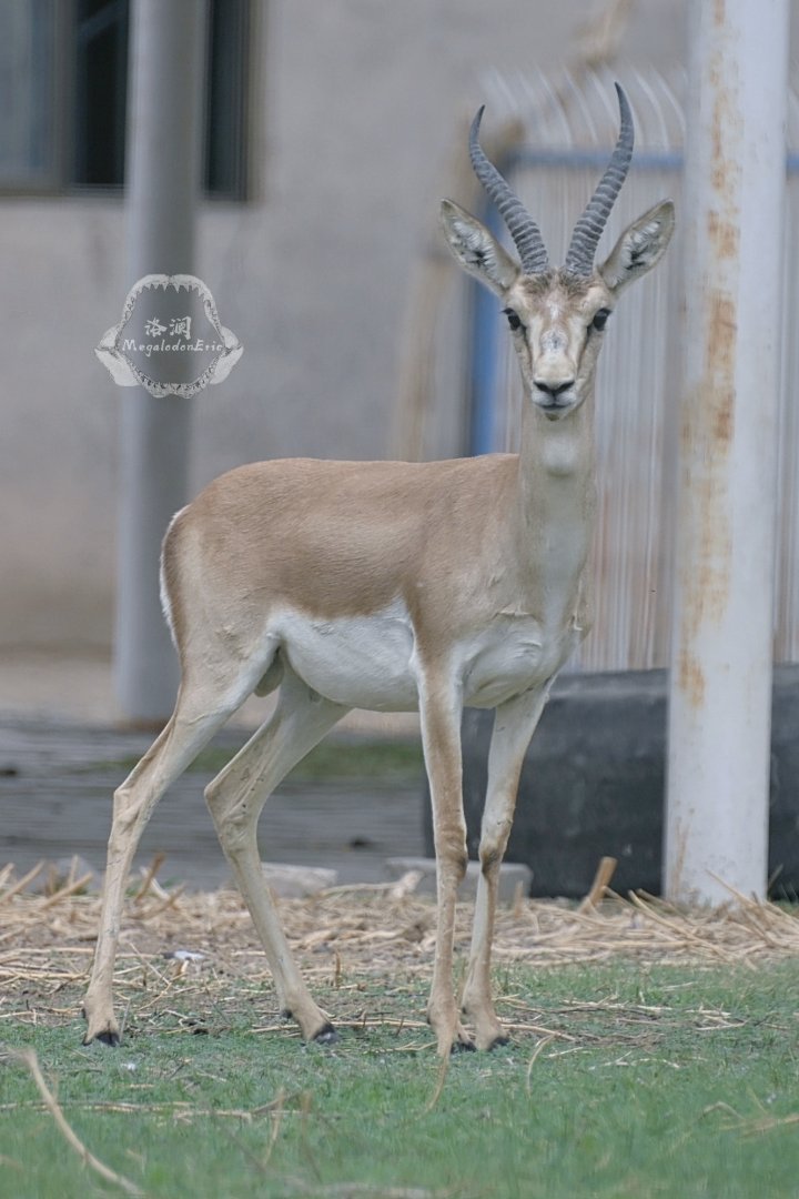Goitered gazelle/Gazella yarkandensis
