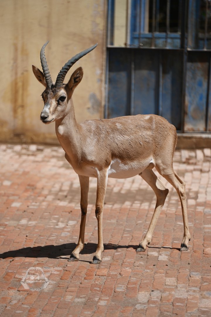 Goitered gazelle/Gazella yarkandensis