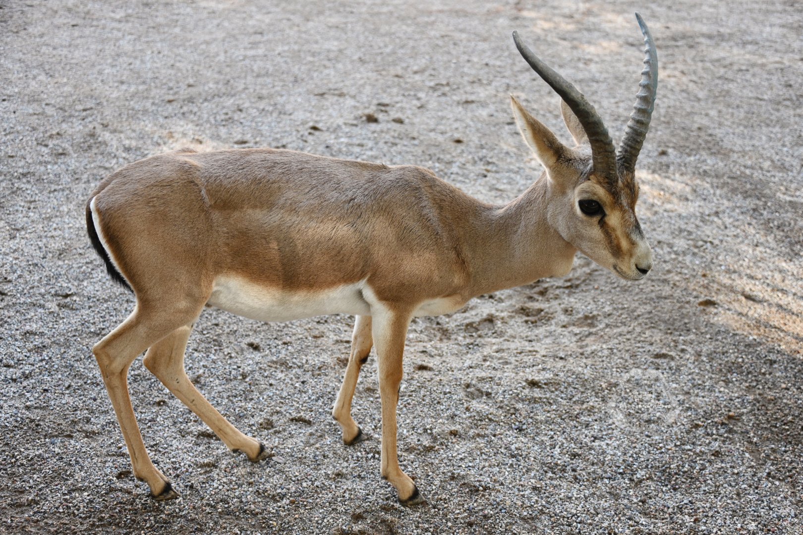 Goitered gazelle/Gazella yarkandensis