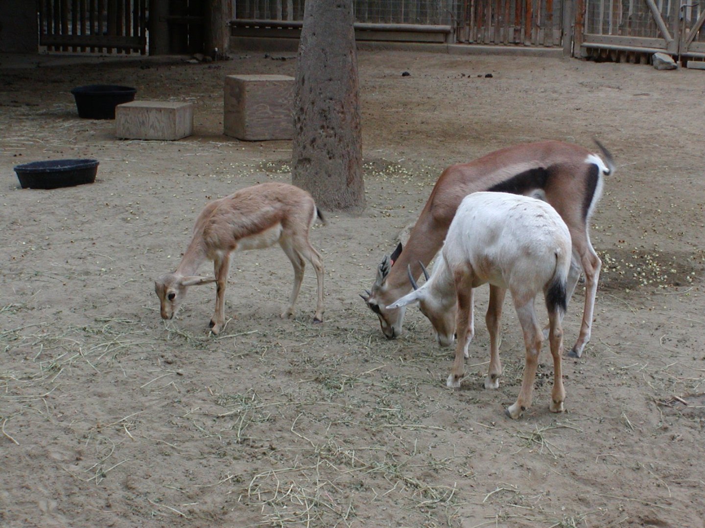 Goitered Gazelle, Grant's Gazelle, & Arabian Oryx
