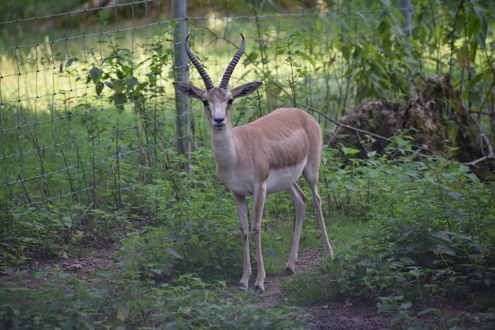 Goitered gazelle - July 2023
