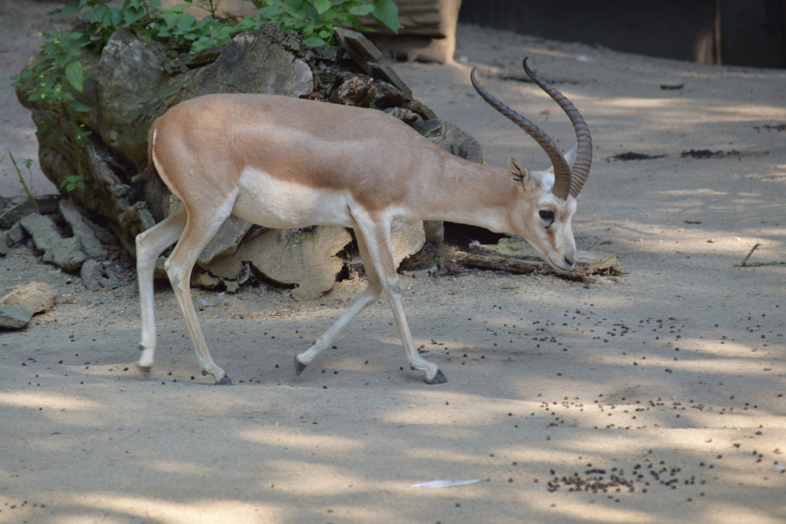 Goitered gazelle - September 2020