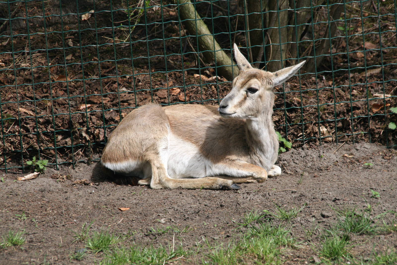 Goitered gazelle