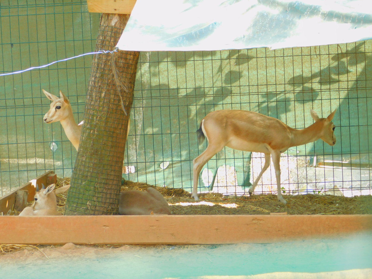 Goitered Gazelles at Park Of Istanbul