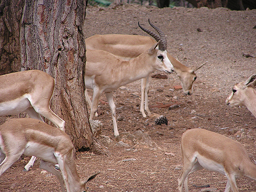 Goitred Gazelle in Antalya Zoo