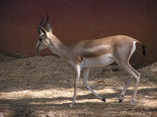 Goitred Gazelle in Antalya Zoo