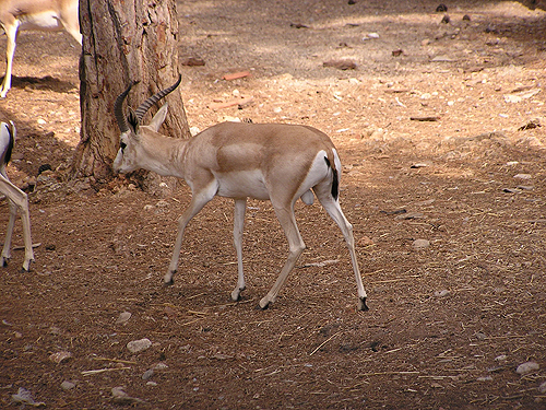 Goitred Gazelle in Antalya Zoo