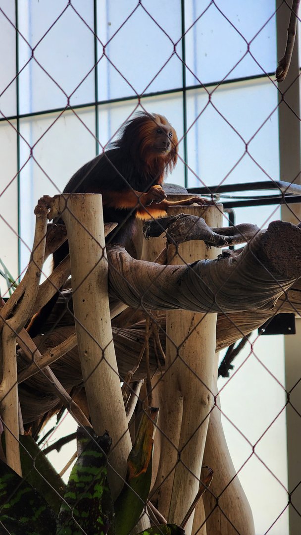 Gold and Black Lion Tamarin