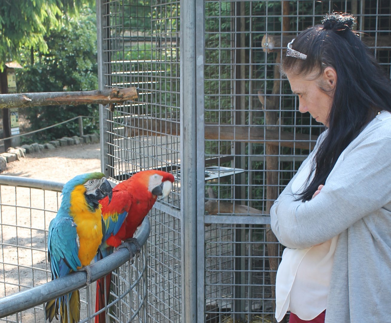 Gold-and-blue Macaw and Scarlet macaw