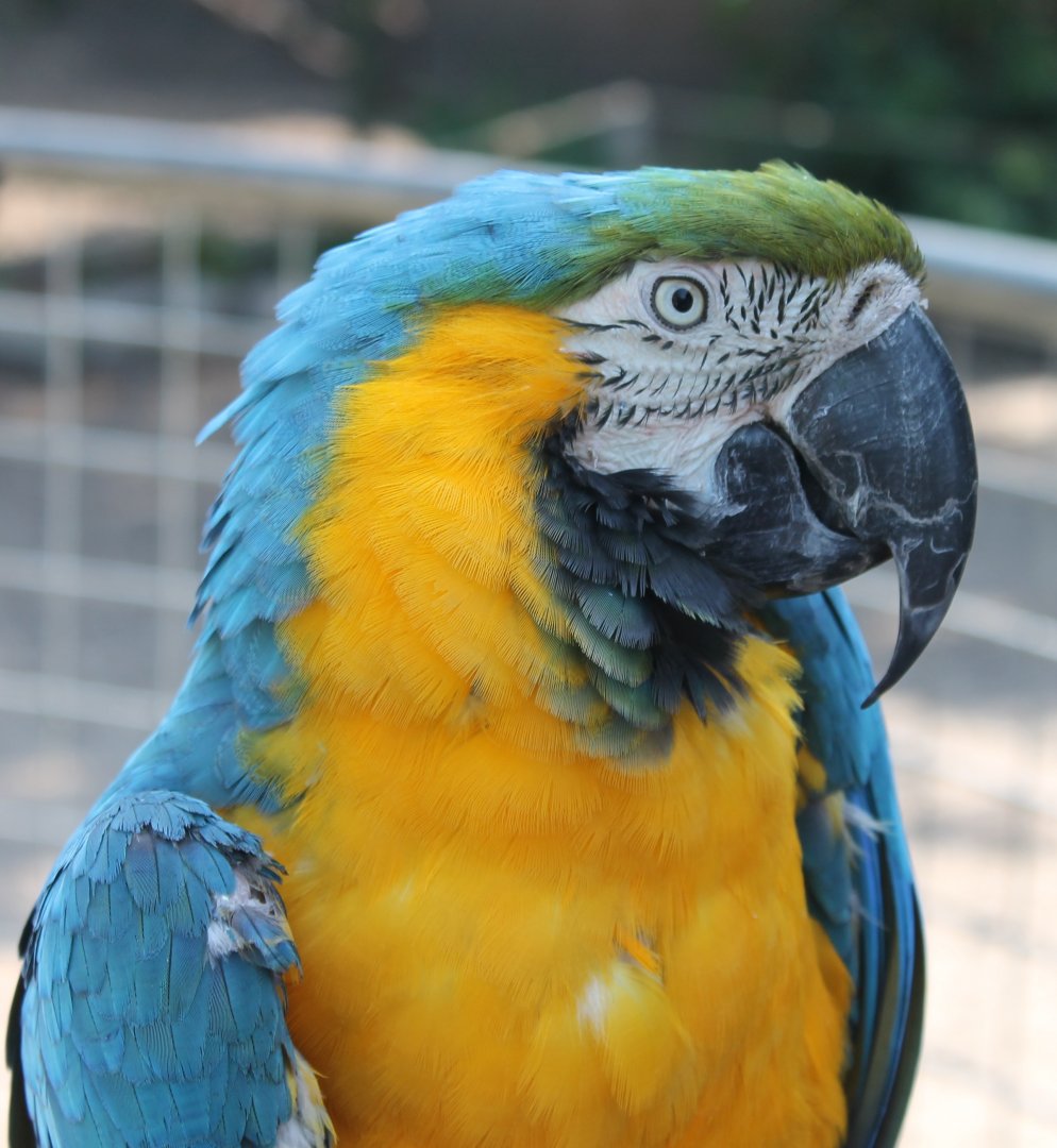 Gold-and-blue Macaw