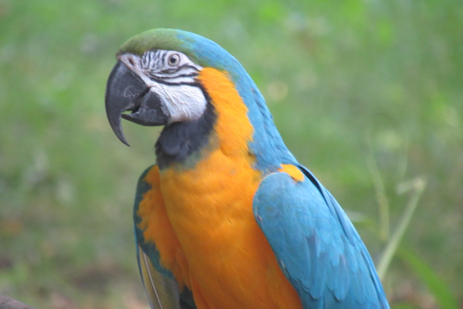 gold and blue macaw