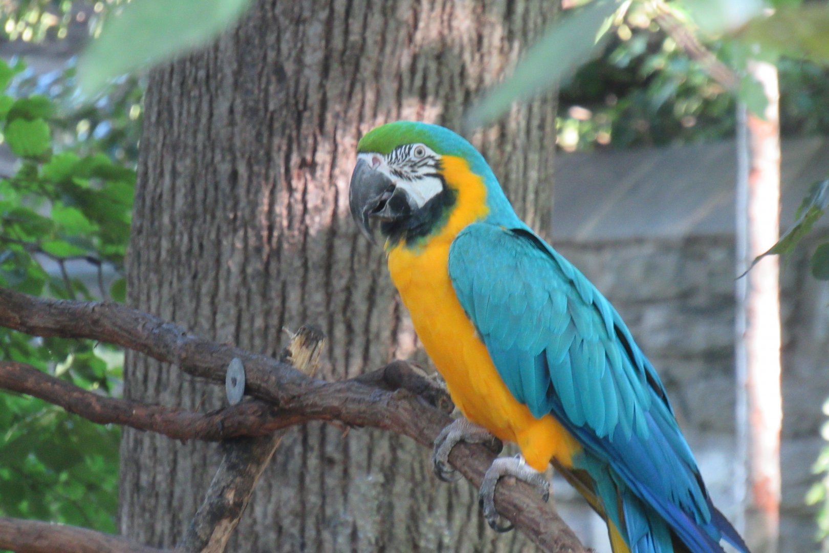 Gold and blue macaw