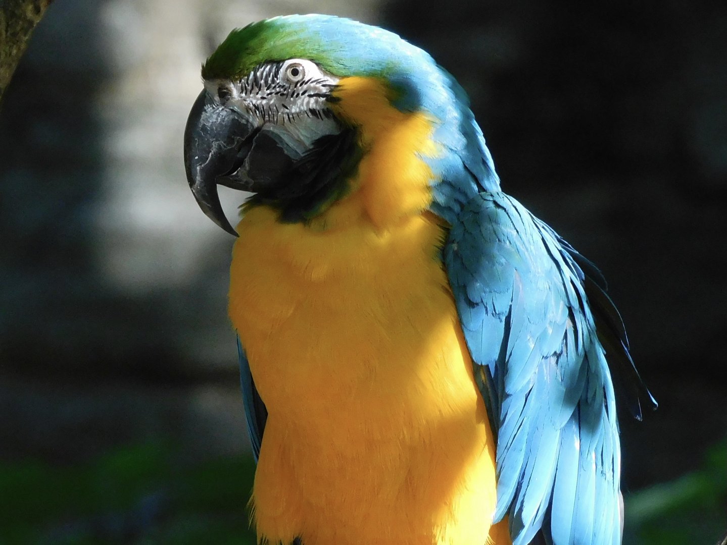 Gold and blue macaw
