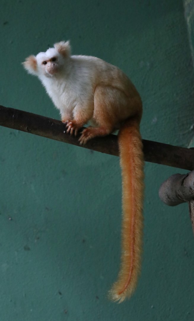 gold-and-white marmoset (Mico chrysoleucos)
