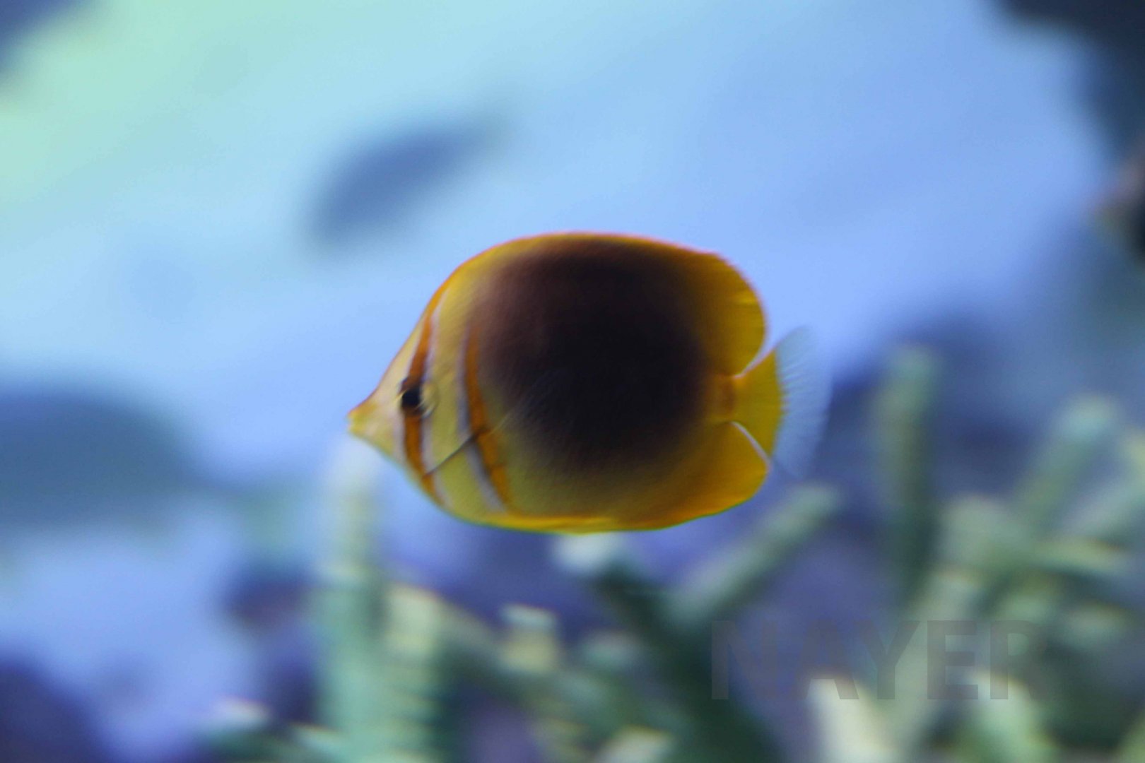 Gold-banded butterflyfish, October 2017