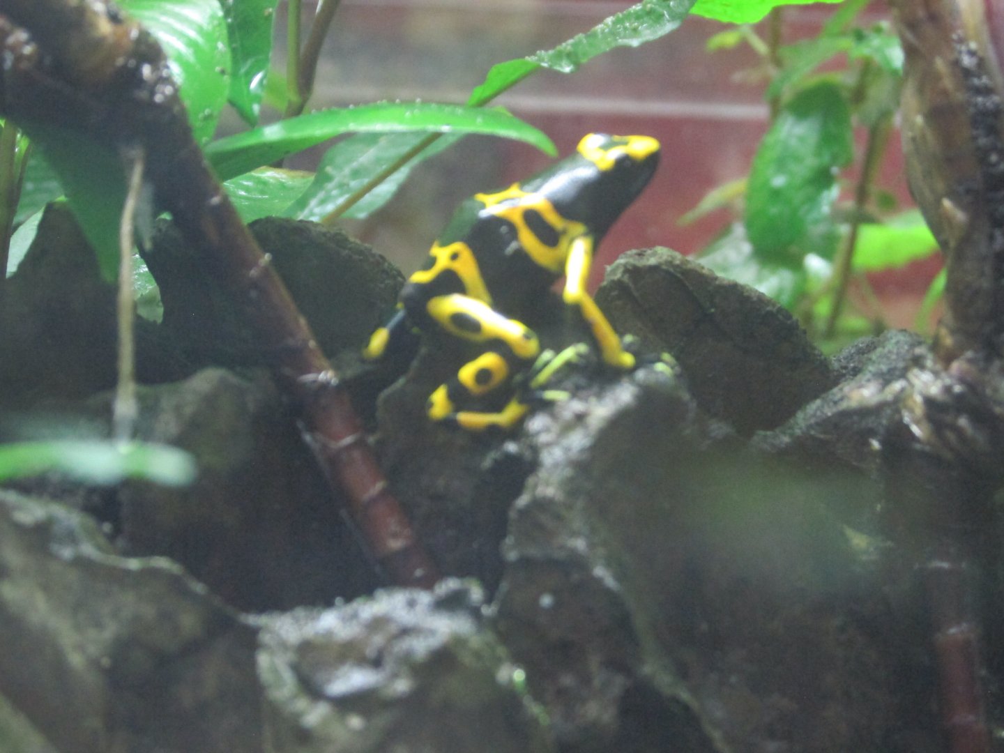 gold banded poison dart frog