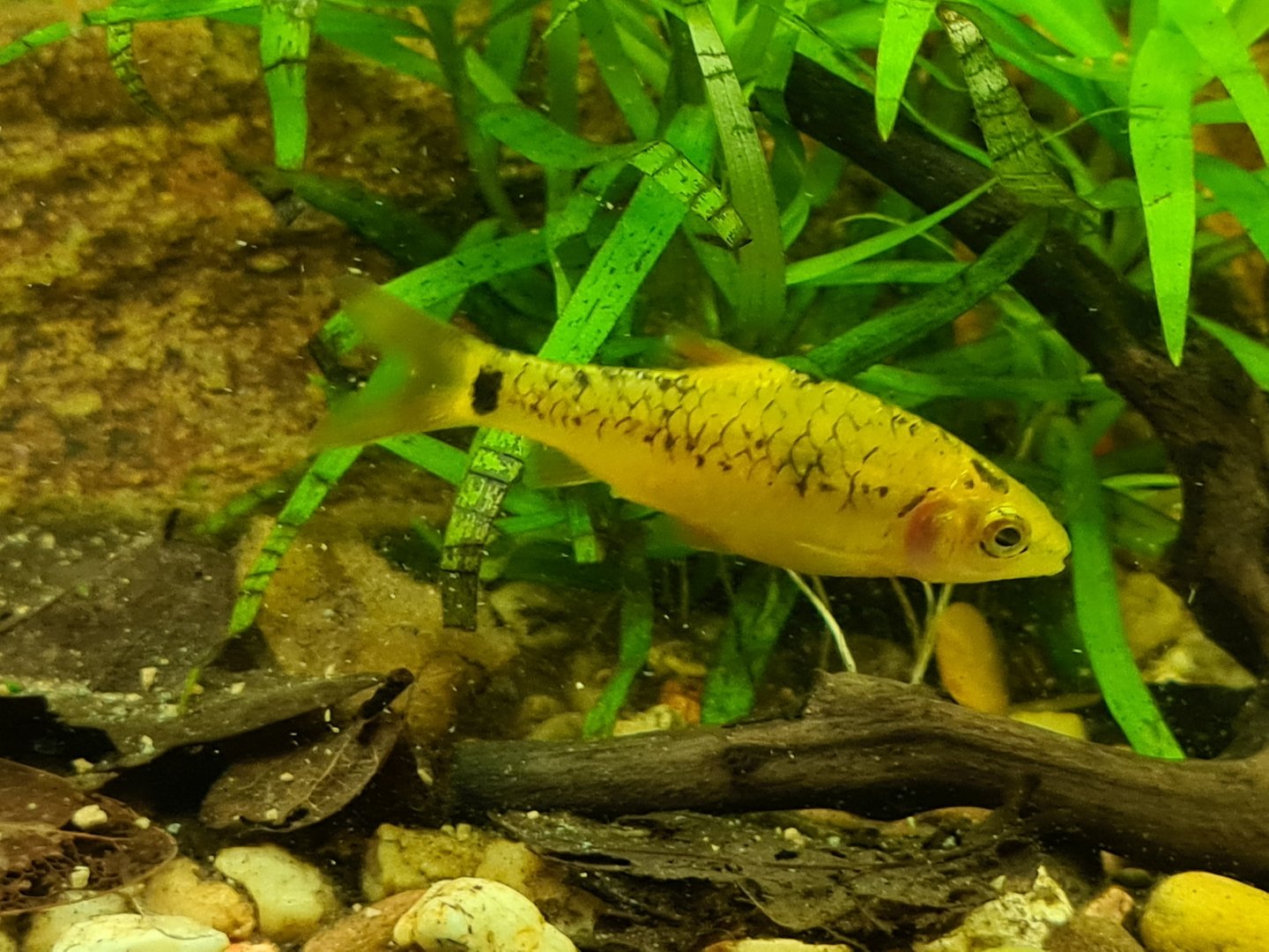 Gold barb