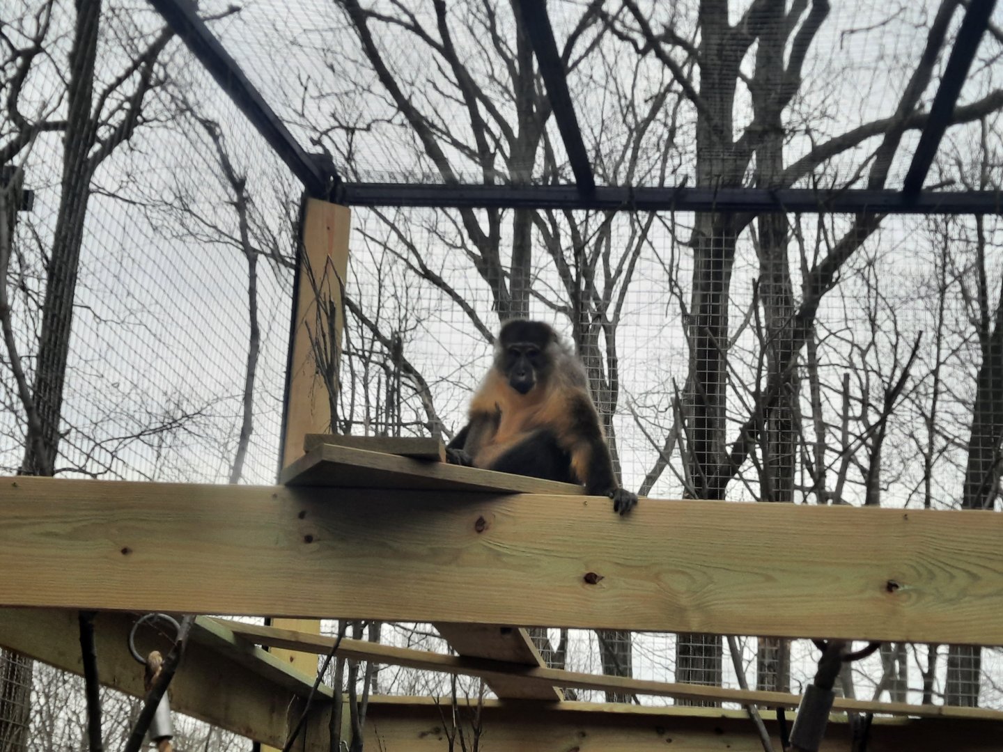 Gold Belly Mangabey Outside