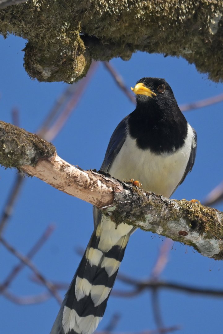 Gold-billed Magpie Urocissa flavirostris