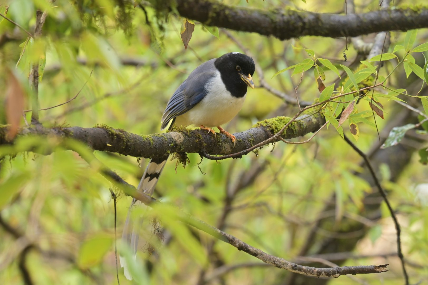 Gold-billed Magpie Urocissa flavirostris