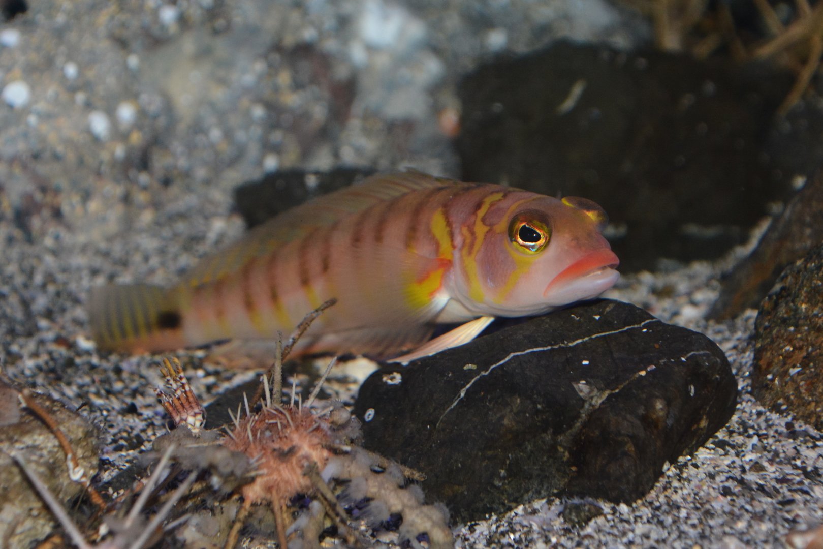Gold-birdled sandsmelt (Parapercis multifasciata)