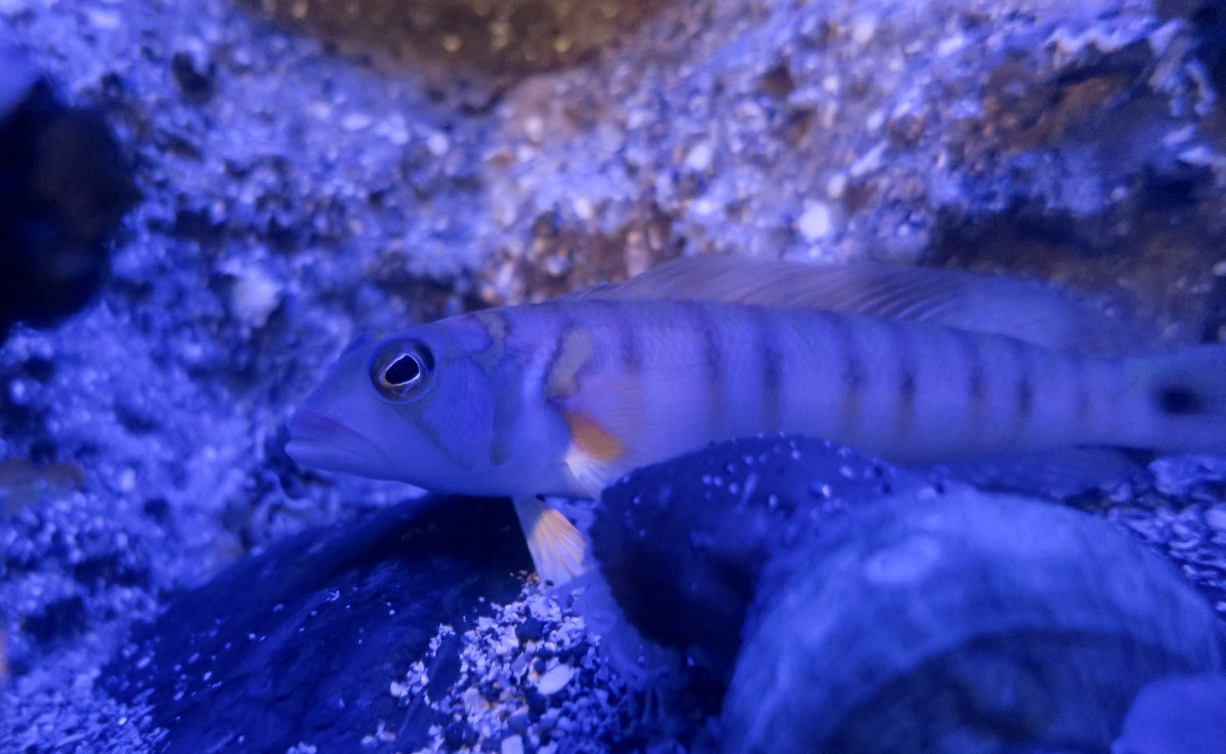 Gold-Birdled Sandsmelt (Parapercis multifasciata)