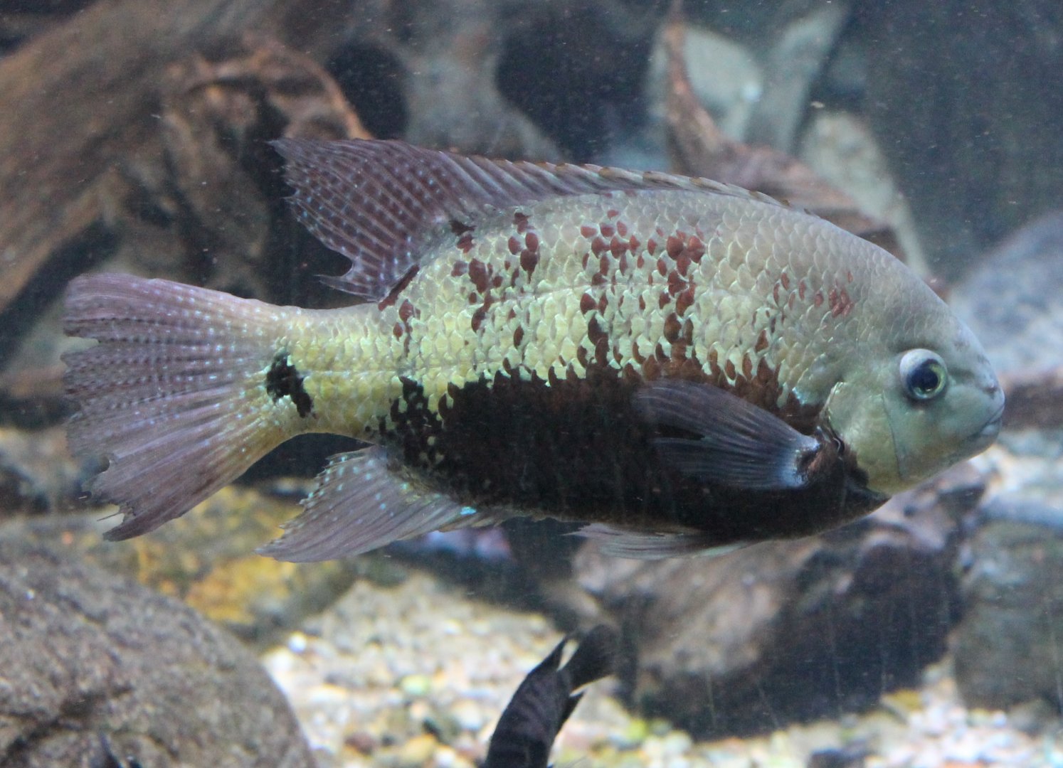Gold-black cichlid - Cincelichthys pearsei