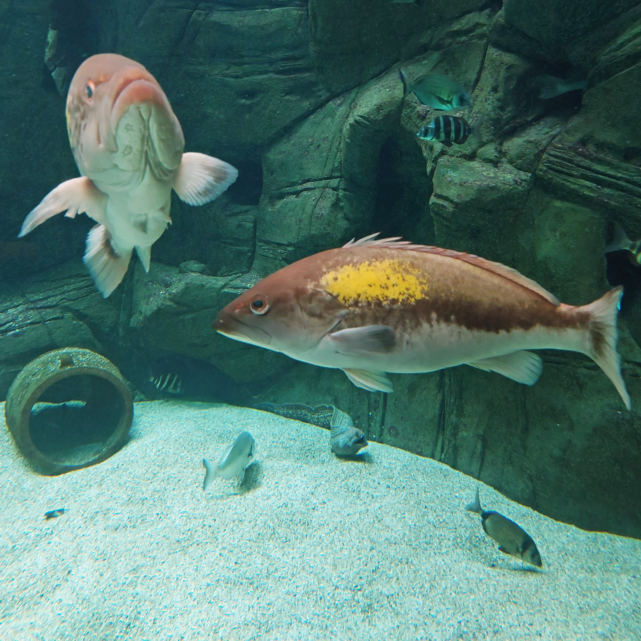 Gold-blotch groupers (Epinephelus costae)