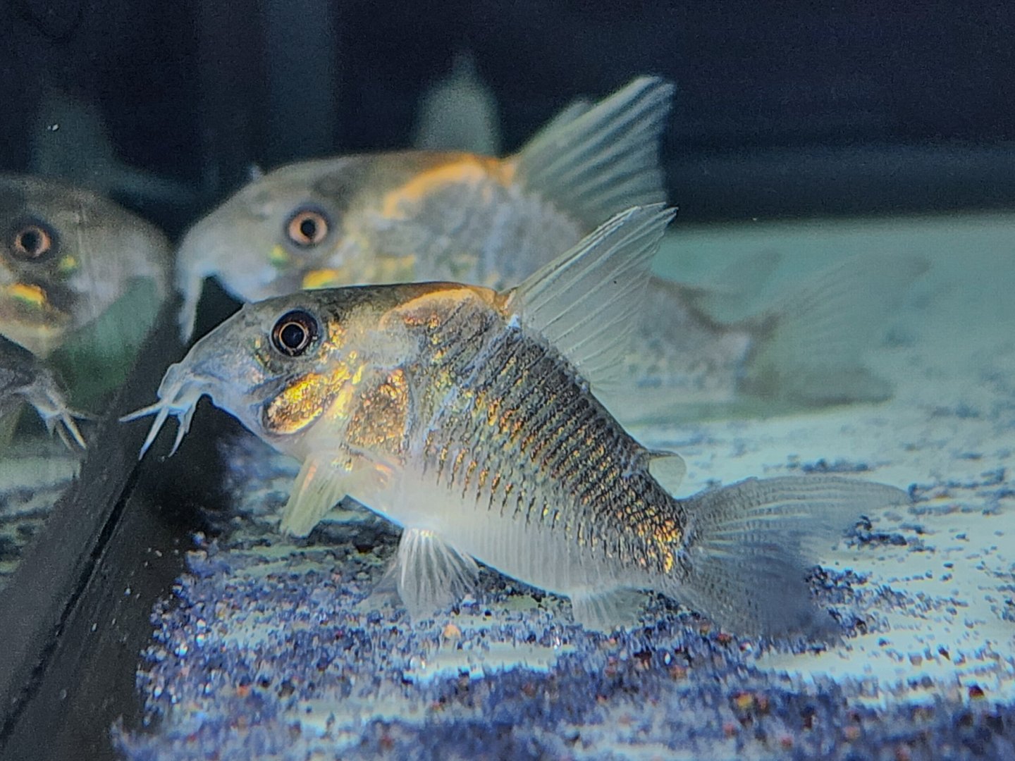 Gold Bow Cory, CW102 (Hoplisoma sp. "luiza" CW102)