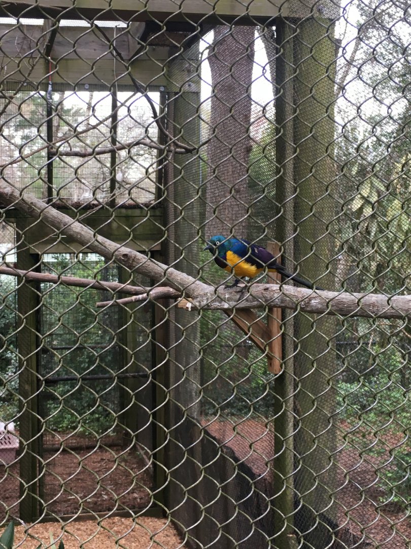 Gold-breasted starling