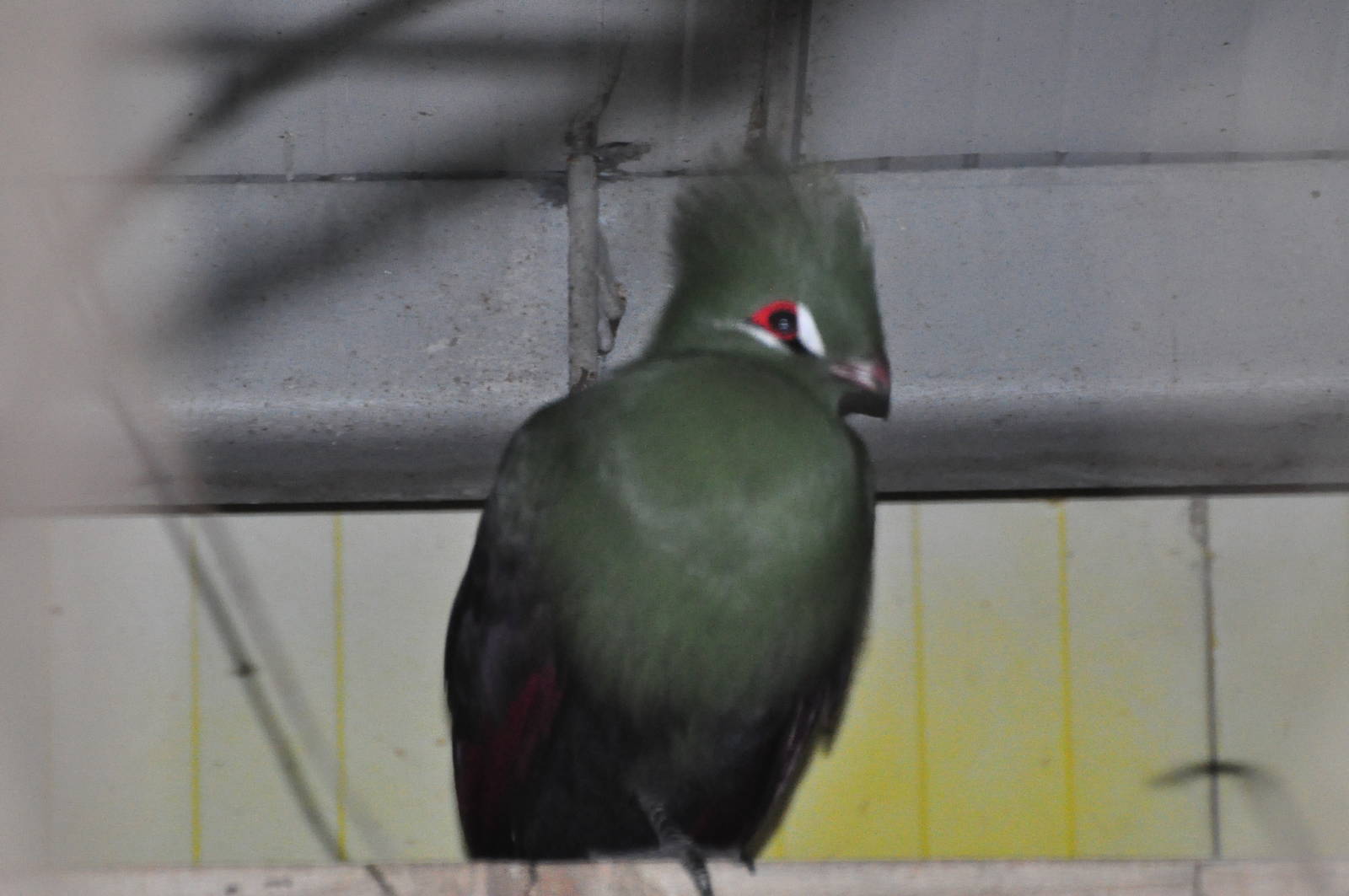 Gold coast turaco/ Tauraco corythaix persa