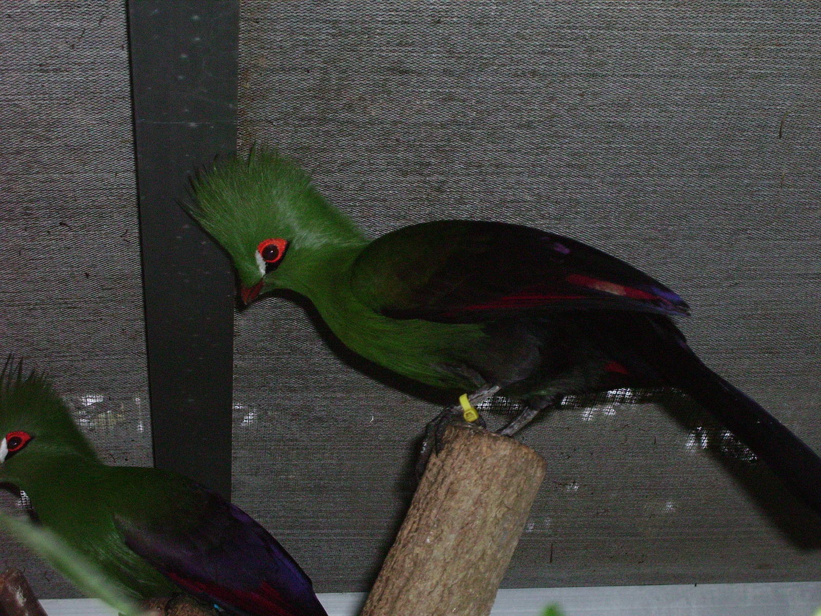 Gold Coast Turaco