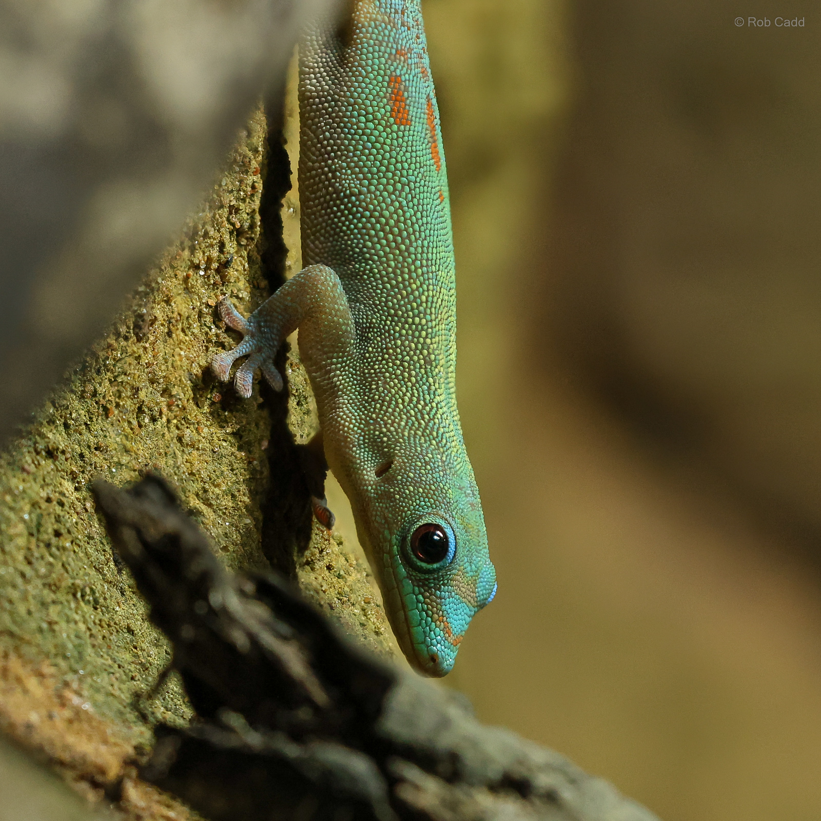 Gold dust day gecko : Chester Zoo : 24 Jun 2024