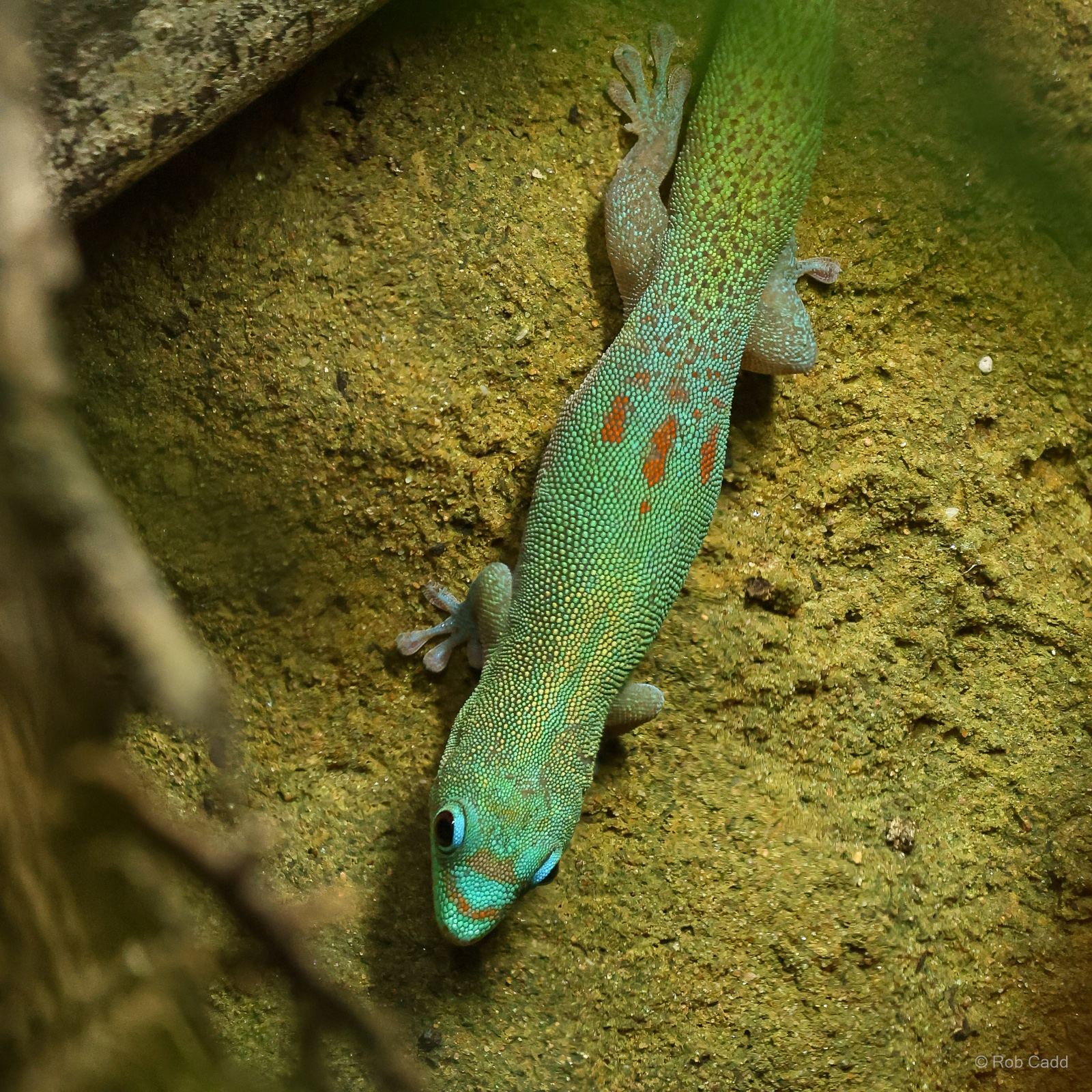 Gold dust day gecko : Chester Zoo : 24 Jun 2024