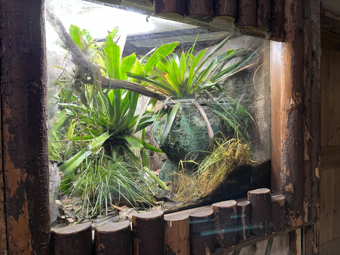 Gold dust day gecko terrarium 29.6.24