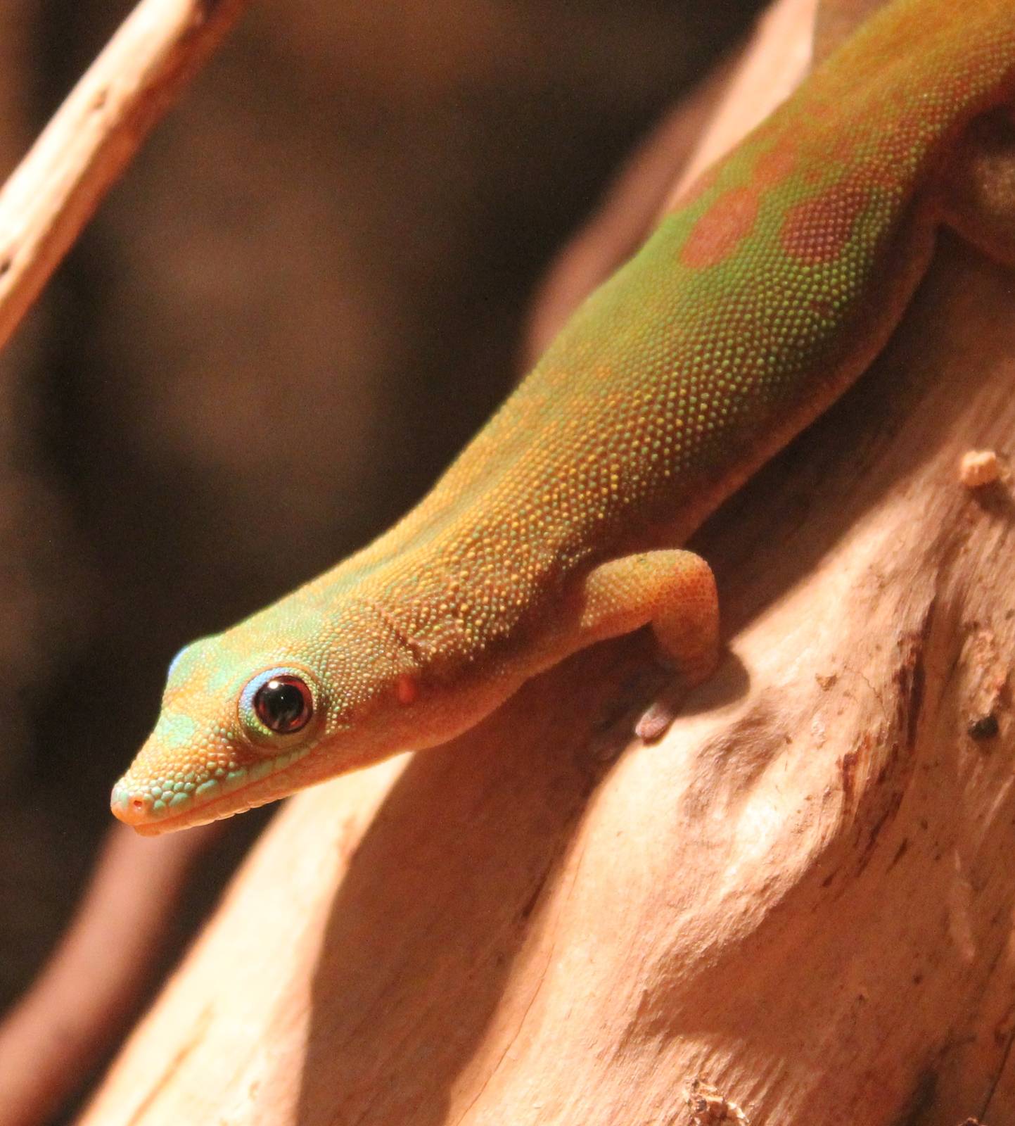 Gold dust day gecko