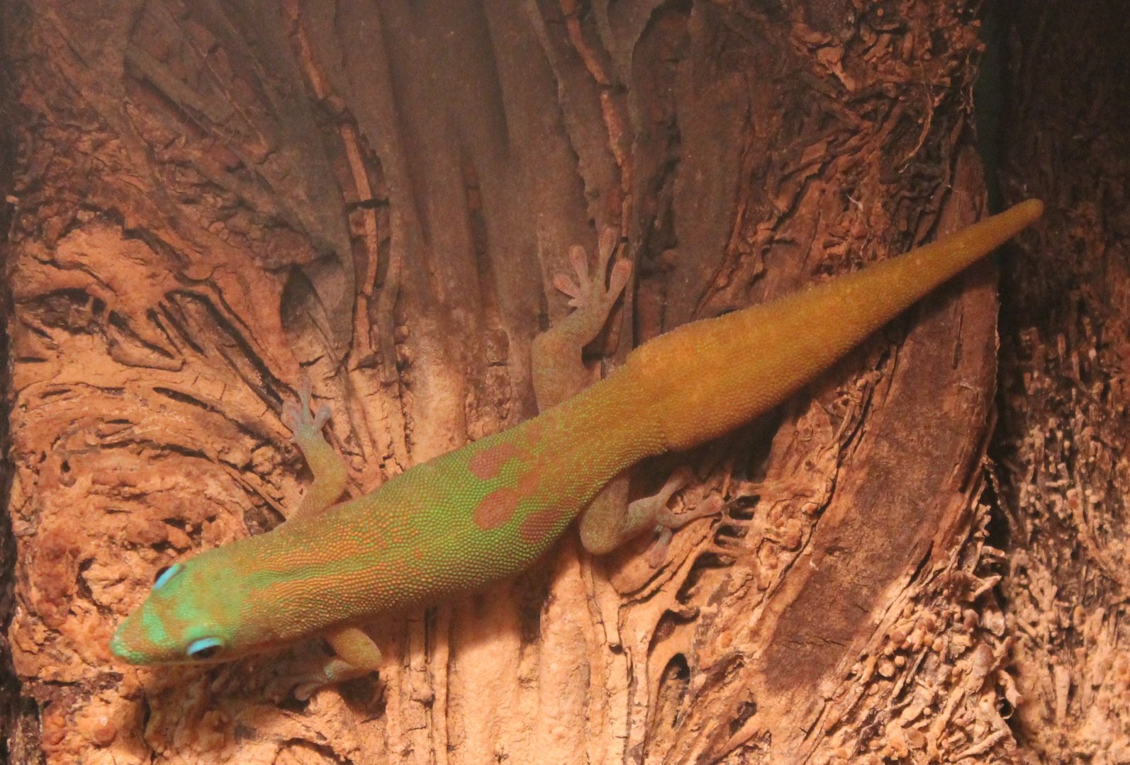 Gold-dust day gecko