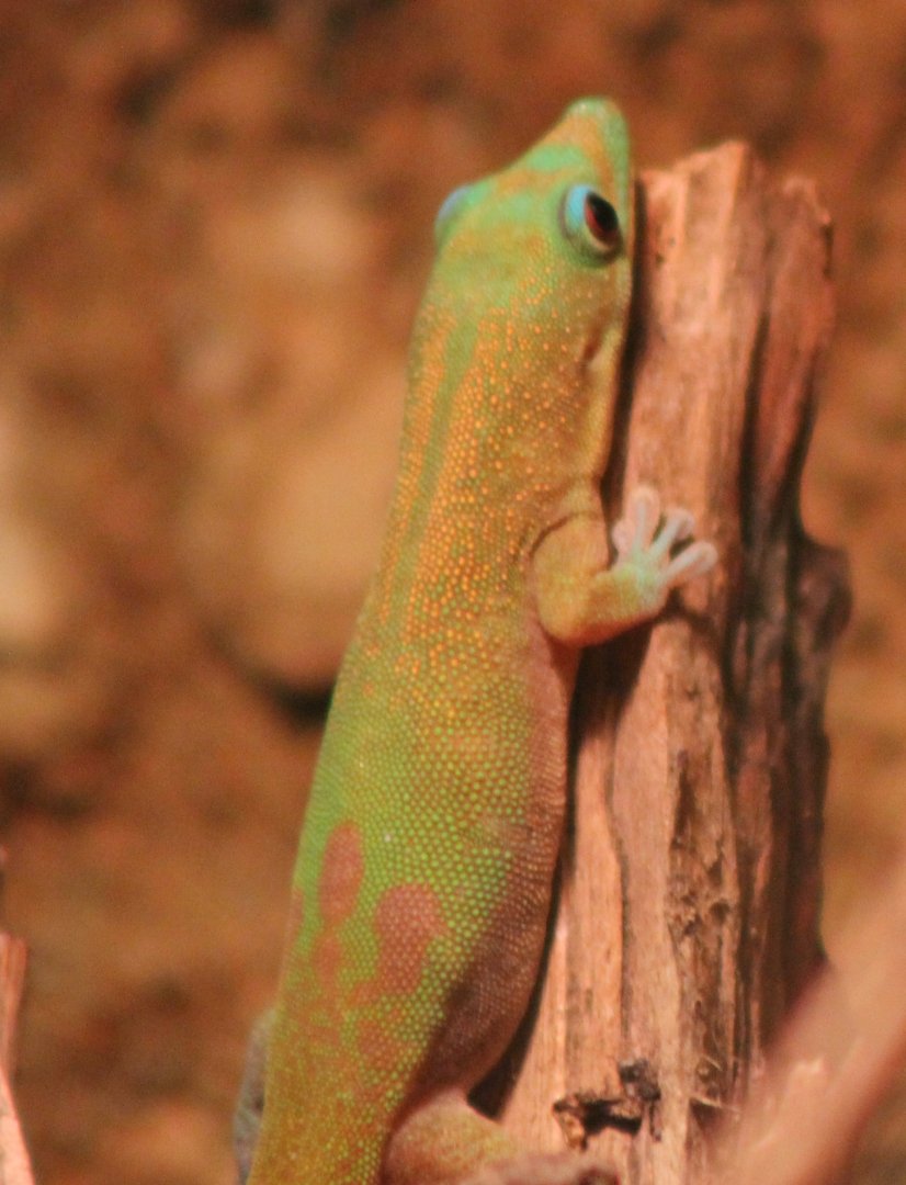 Gold-dust day-gecko