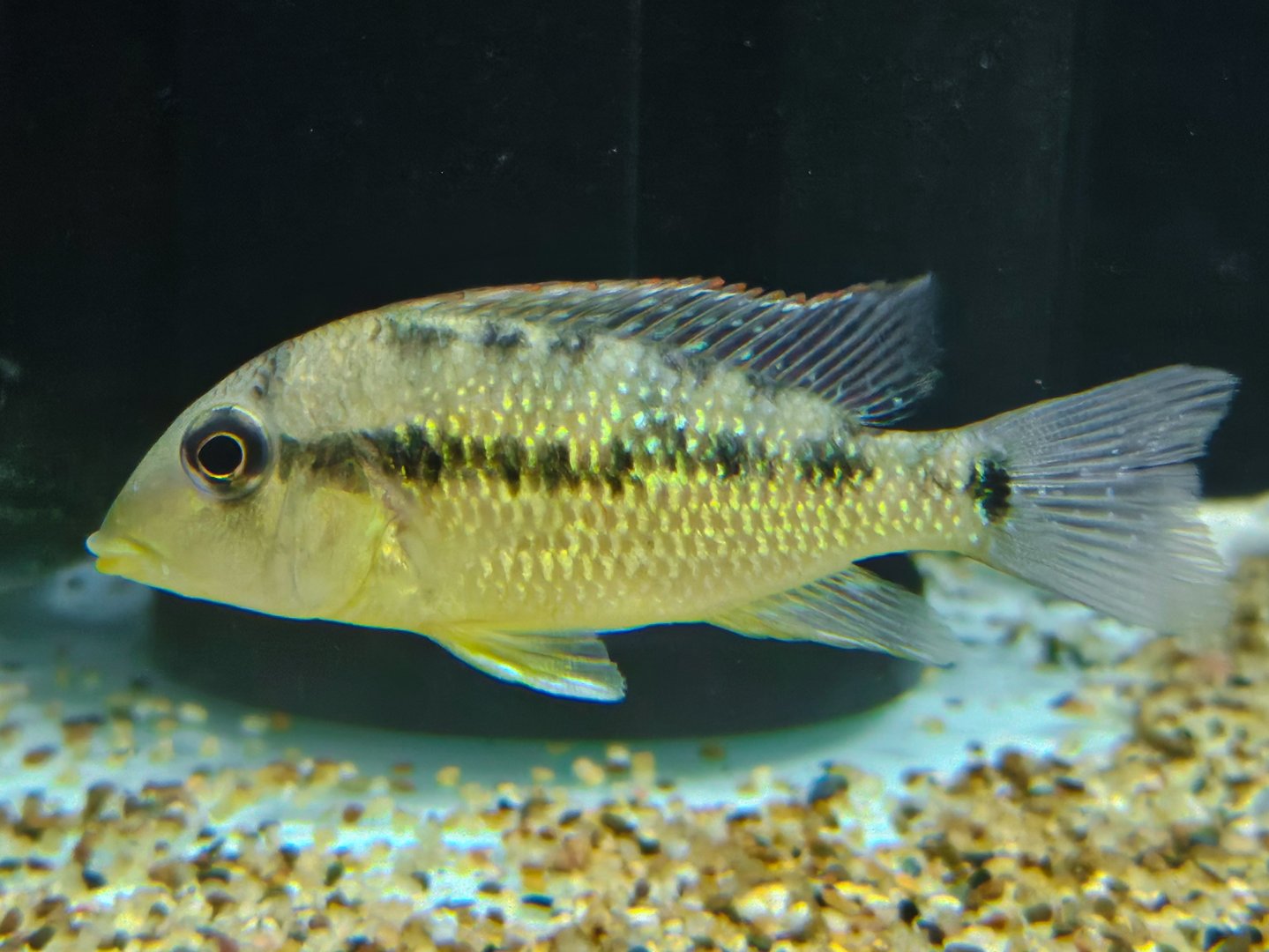 Gold Dust Eartheater ("Geophagus" sp. Alto Sinu)