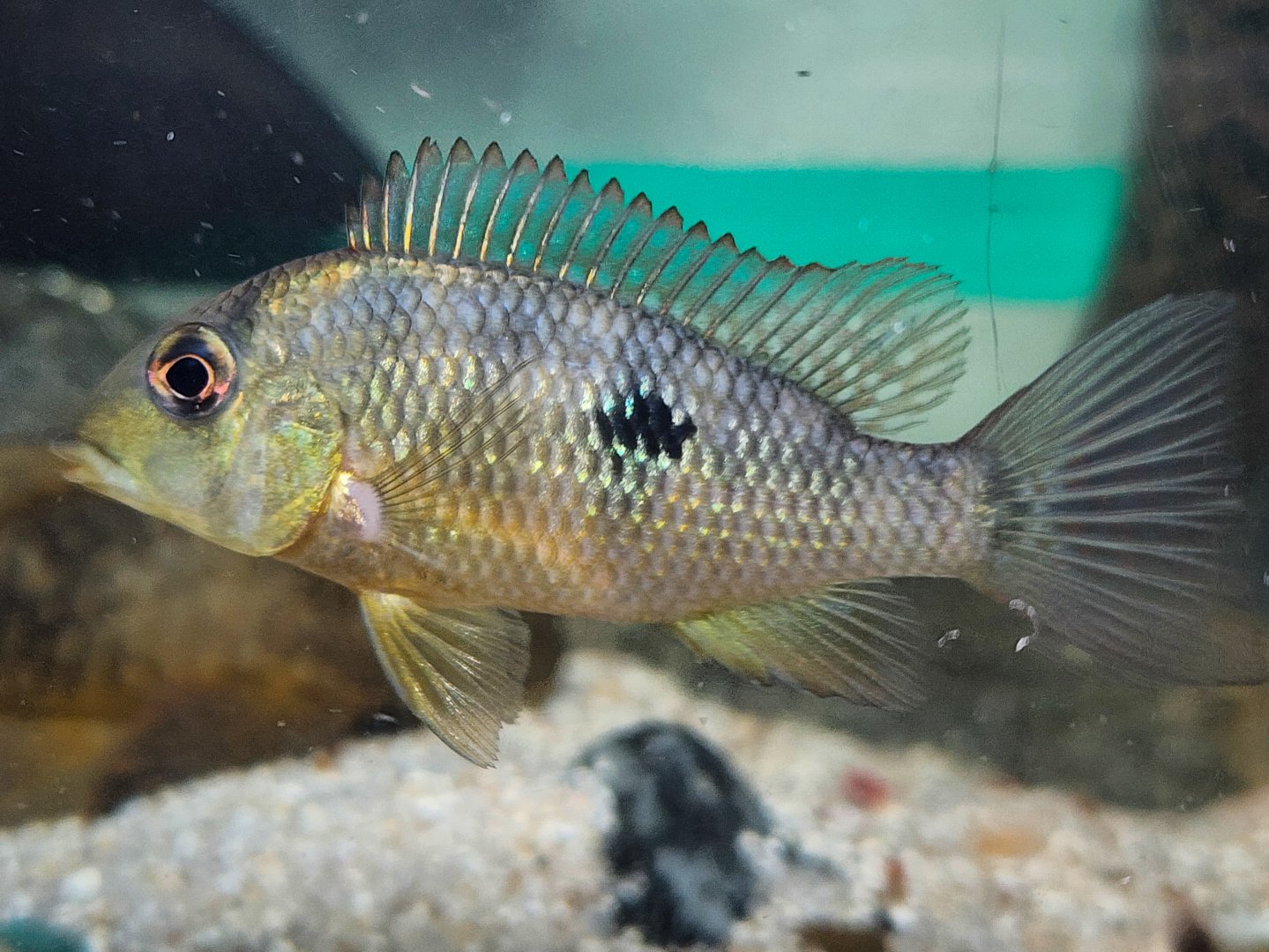 Gold Dust Eartheater ("Geophagus" sp. Alto Sinu)