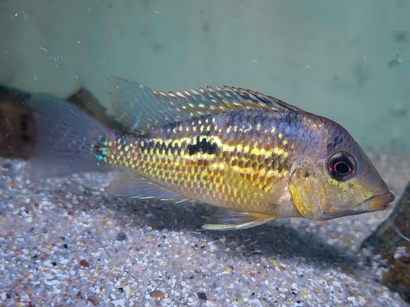 Gold Dust Eartheater ("Geophagus" sp. Alto Sinu)